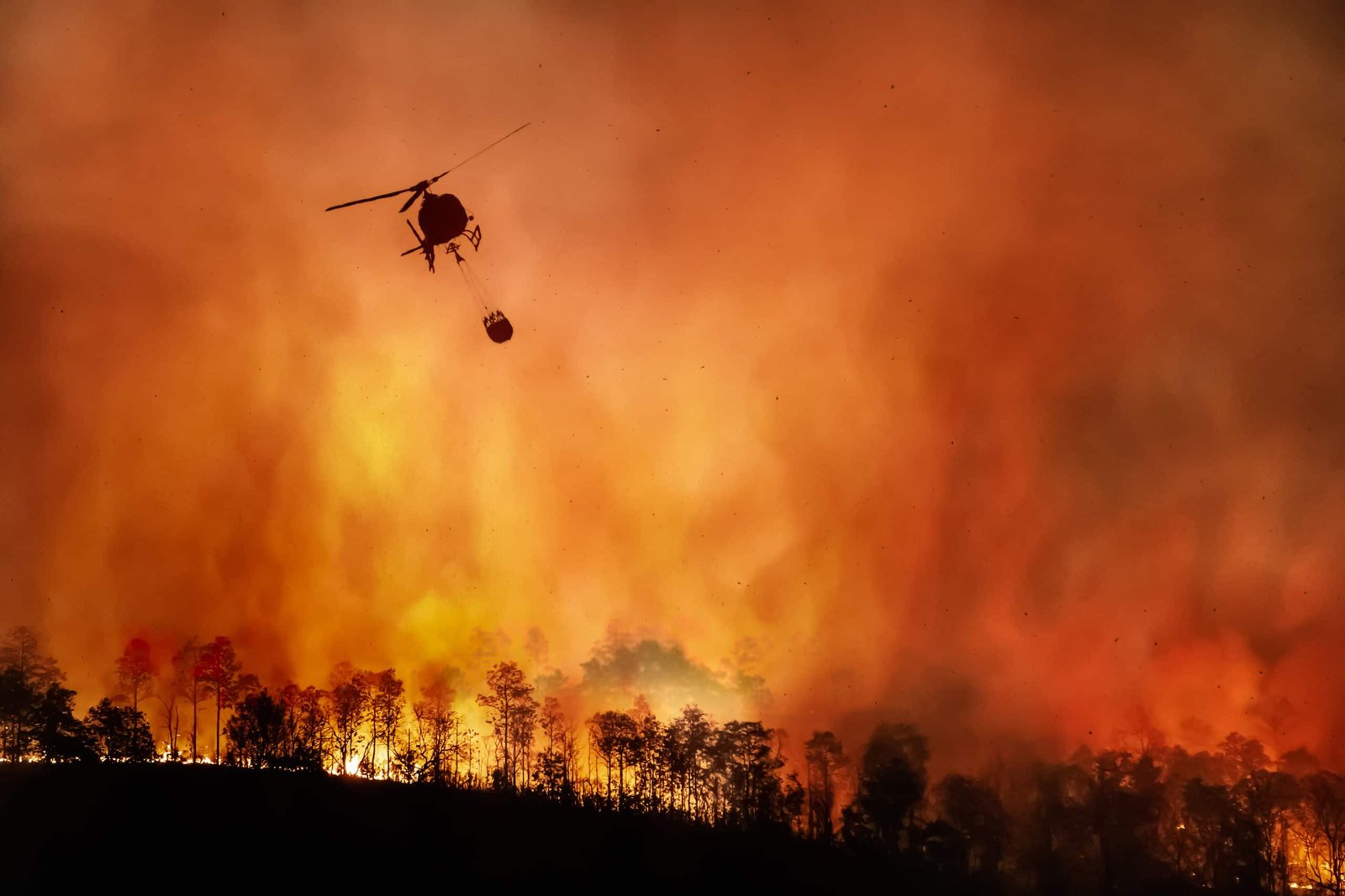 Read more about the article California Is On Fire